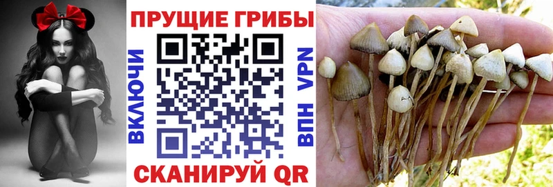 гидра ССЫЛКА Балашиха Псилоцибиновые грибы Psilocybe